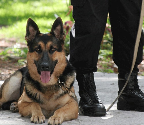 Gratom Babz K9 officer with dog